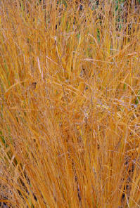 Molinia caerulea subsp arundinacea Windspiel - Ornamental Garden Grass